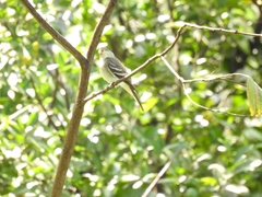 Camptostoma obsoletum