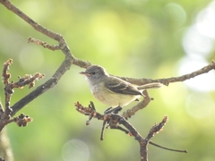 Camptostoma obsoletum