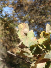 Cynips multipunctata