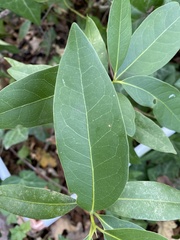 Umbellularia californica