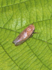 Thamnotettix dilutior