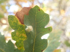 Aceria trichophila