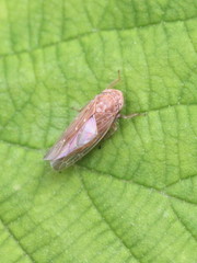 Thamnotettix dilutior