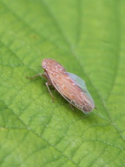 Thamnotettix dilutior