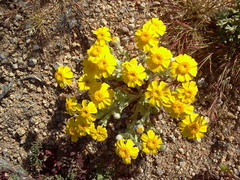 Eriophyllum wallacei
