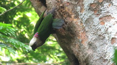 Deroptyus accipitrinus accipitrinus