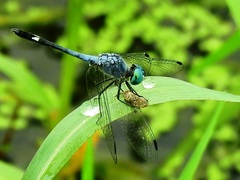 Micrathyria aequalis