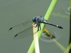 Micrathyria aequalis