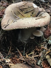 Russula occidentalis