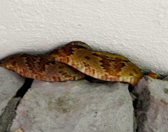 Trimorphodon paucimaculatus