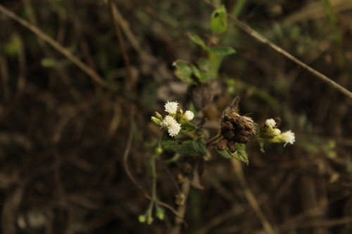Chromolaena bullata (Chromolaena bullata)
