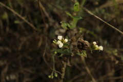 Chromolaena bullata