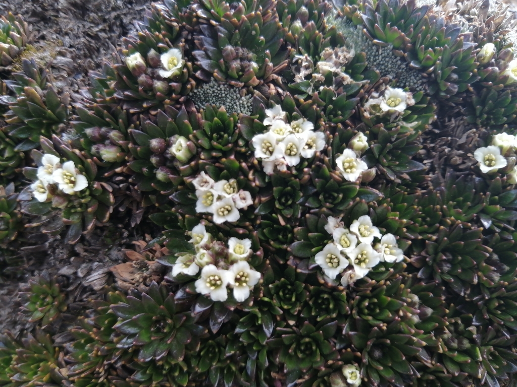 Eudema rupestre