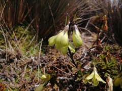 Gentianella longibarbata