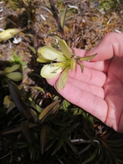 Gentianella longibarbata