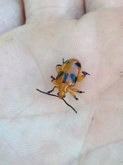 Stethopachys formosa