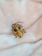 Stethopachys formosa