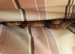 Trimorphodon paucimaculatus