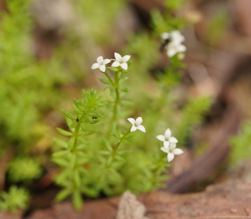 Asperula conferta Hook.f.