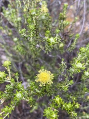 Microcybe pauciflora