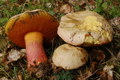 Rubroboletus rhodoxanthus