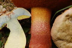 Rubroboletus rhodoxanthus