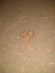 Bothrops itapetiningae