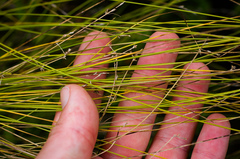 Stellulatae