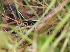 Thamnophis sirtalis concinnus