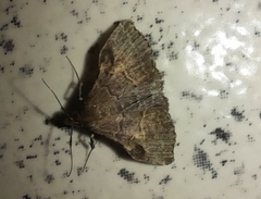 Phlyctaina irrigualis