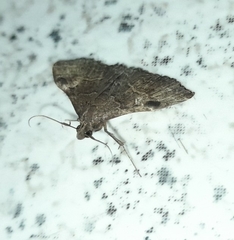 Phlyctaina irrigualis