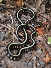 Thamnophis sirtalis concinnus