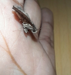 Phlyctaina irrigualis