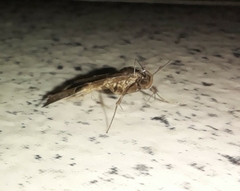 Phlyctaina irrigualis