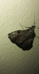 Phlyctaina irrigualis