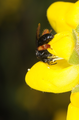 Chalepogenus rufipes