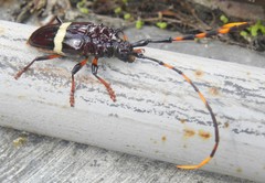 Trachyderes elegans