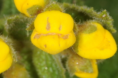 Calceolaria plectranthifolia