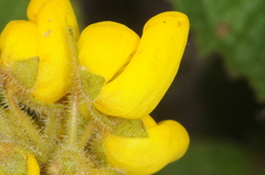 Calceolaria plectranthifolia