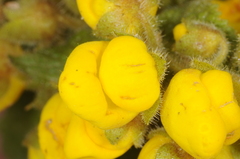 Calceolaria plectranthifolia