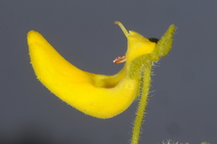 Calceolaria teucrioides