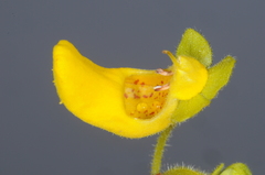 Calceolaria teucrioides