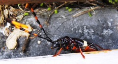 Trachyderes elegans