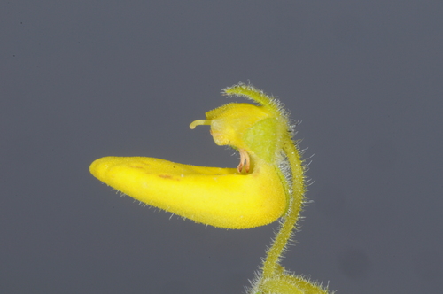 Calceolaria polyclada (Calceolaria polyclada)