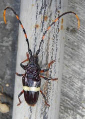Trachyderes elegans