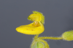 Calceolaria polyclada