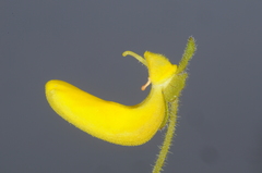Calceolaria teucrioides
