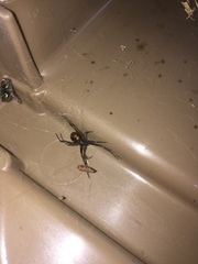 Latrodectus hesperus