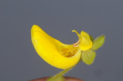 Calceolaria teucrioides