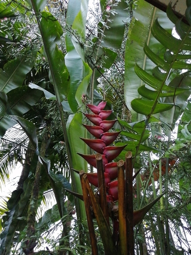 Heliconia bourgaeana, Red Lobster Claw